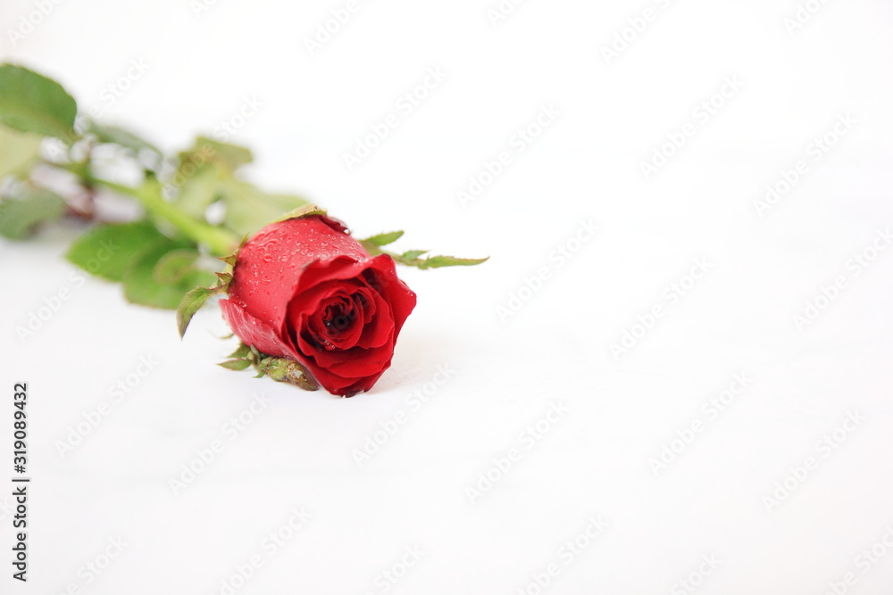 Naklejka premium Red rose close up on isolate whit background.