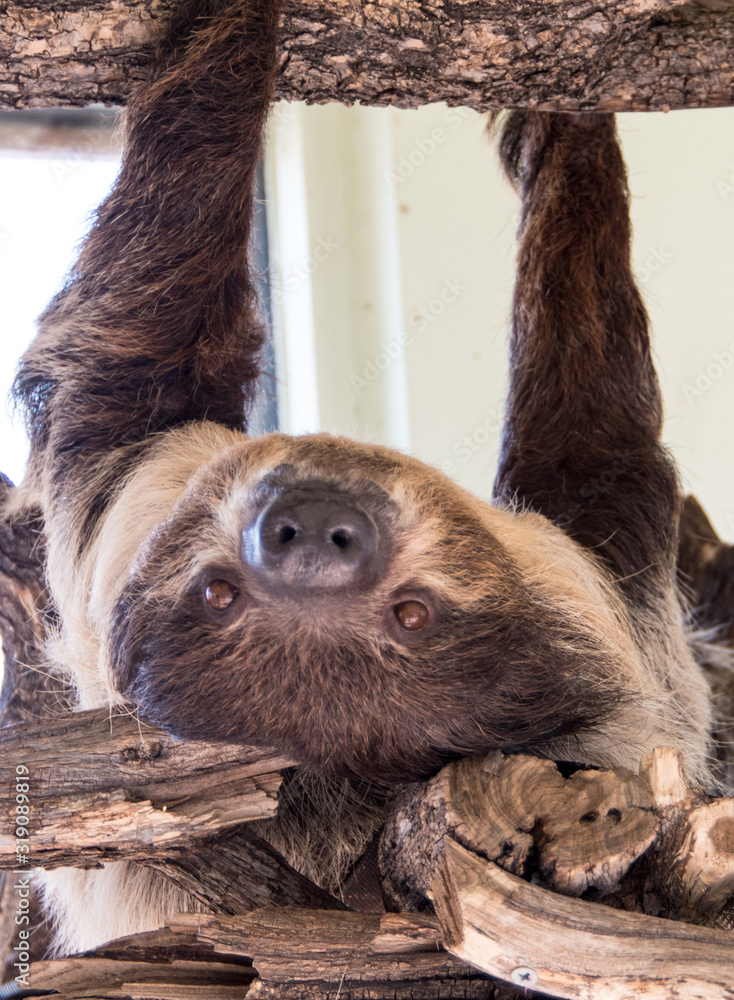 Fototapeta premium Sloth