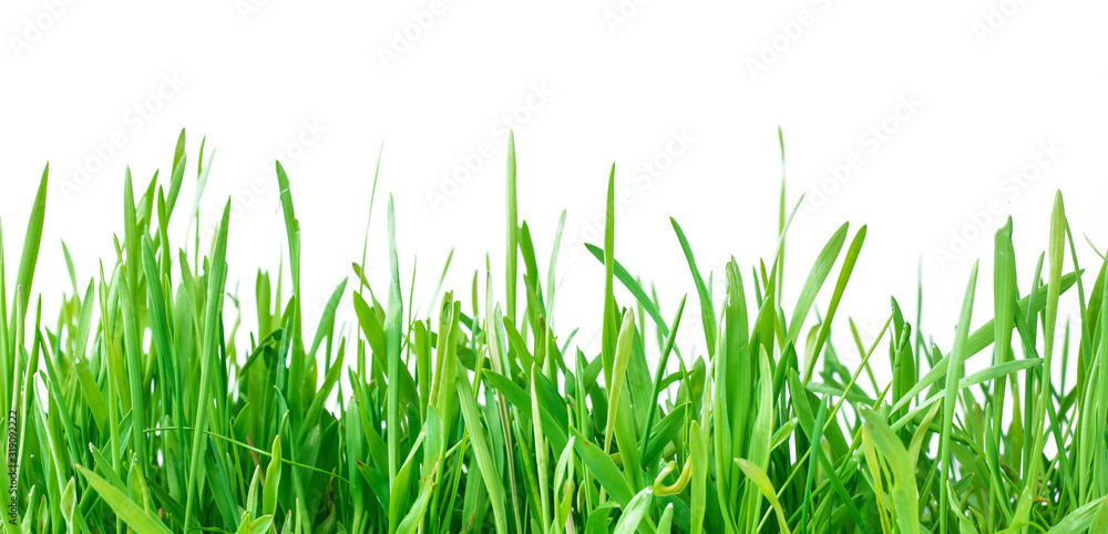 Fototapeta premium Fresh spring green grass isolated on white background. Copy space