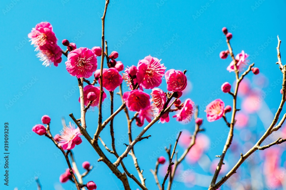 南立石公園の梅