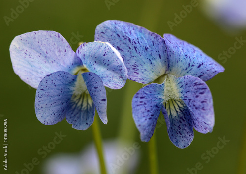 Macro Aufnahme von Viola sororia 'Freckles', einem wunderschönen Pfingst Veilchen photo