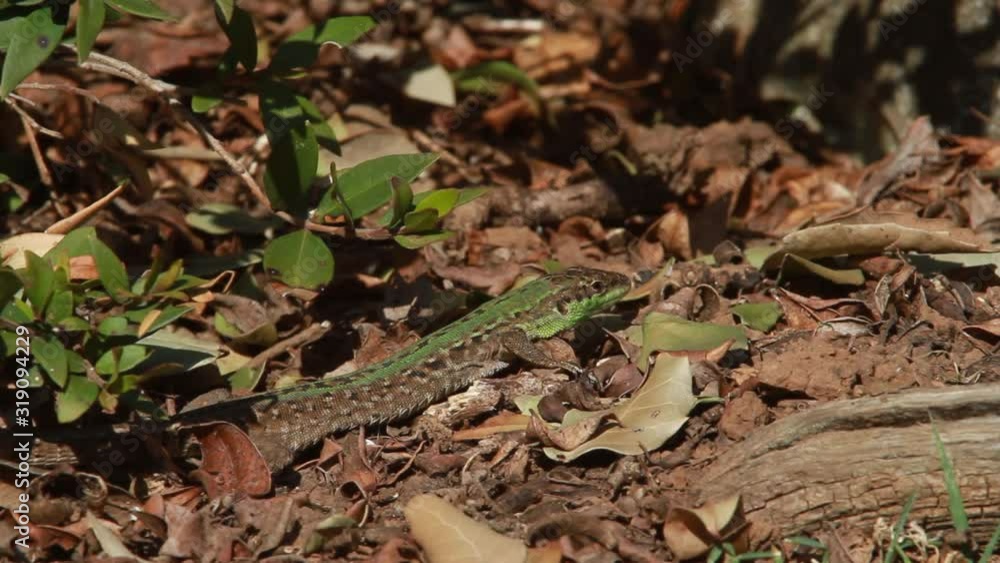 Dalmatian wall lizard from Brijuni National Park Dalmatian wall lizard from Brijuni National Park