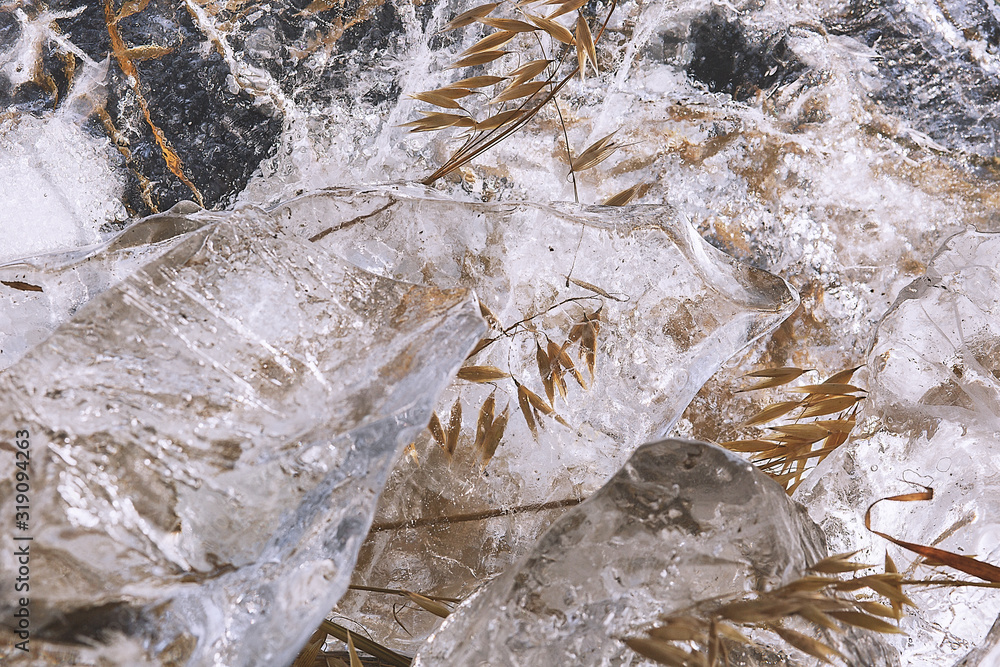 Spikelets in ice in the sunlight Spikelets in ice in the sunlight