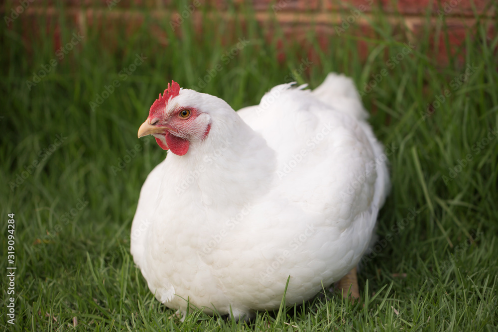 portrait of broiler chicken full body sitting on grass looking at the camera portrait of broiler chicken full body sitting on grass looking at the camera