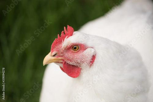 portrait of broiler chicken looking at the camera