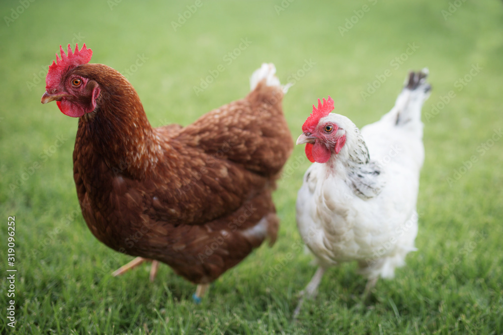 Fototapeta premium red brown isa and small white sussex chickens standing next to each other