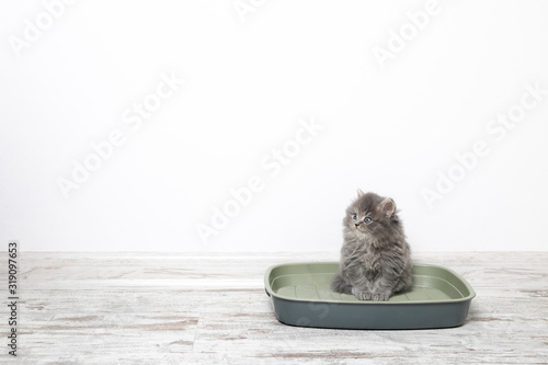Small kitten in plastic litter cat on floor