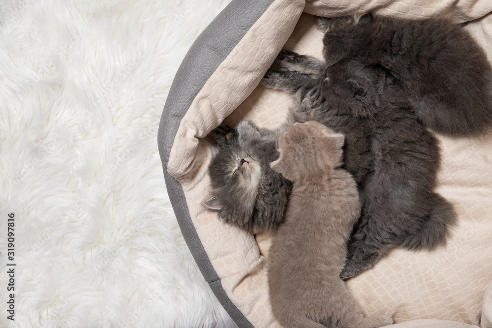 Four little kittens sleep in a cat bed Four little kittens sleep in a cat bed
