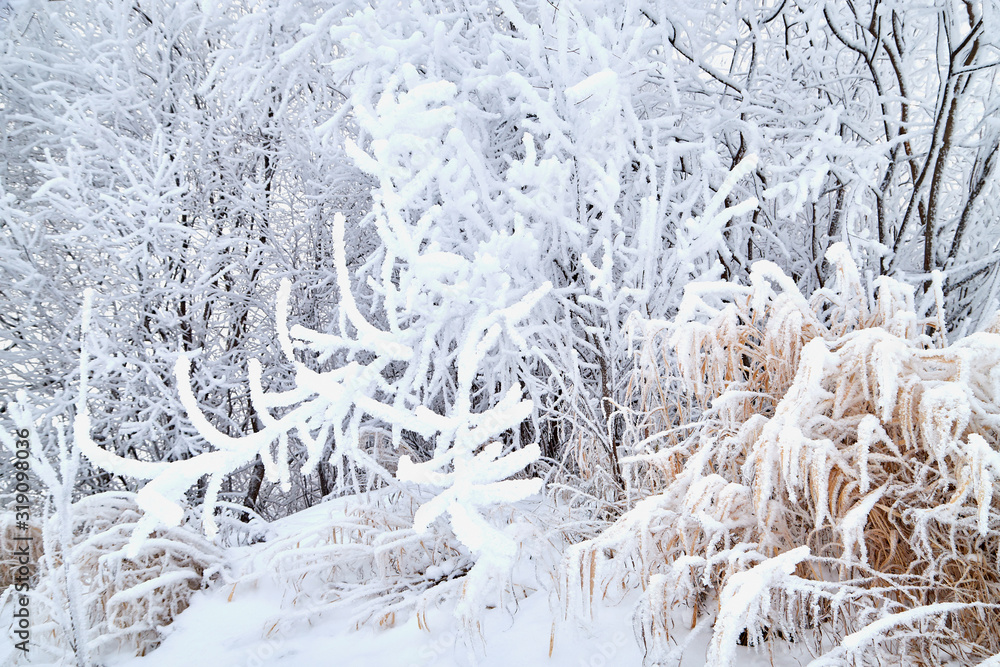 Landscape with tree in the foreground and field in the distance on a winter day Landscape with tree in the foreground and field in the distance on a winter day