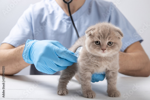 Doctor vet examines a kitten close-up © Inna