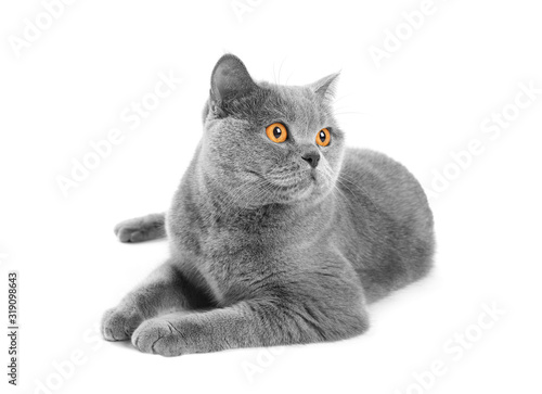 Satisfied british cat lies and smiles on a white background