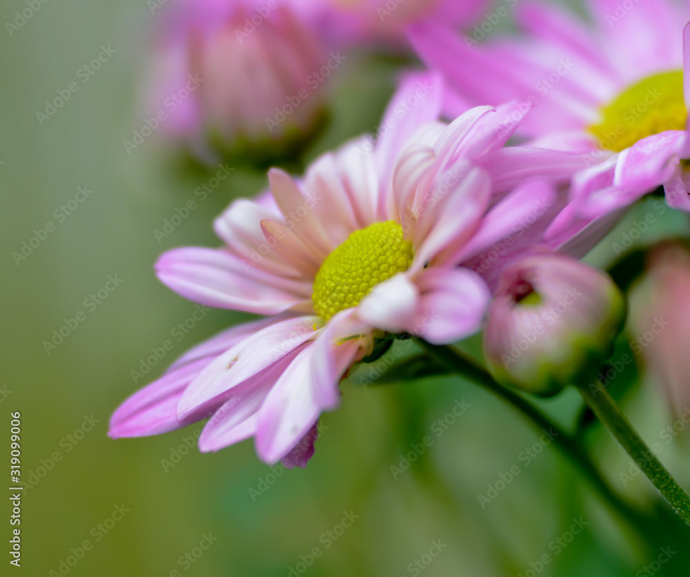 pink chrysanthemum flower with water drops of dew, soft focus pink chrysanthemum flower with water drops of dew, soft focus