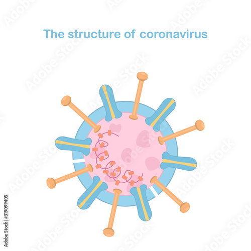 Coronavirus graphic image. The scheme of the structure. Vector illustration
