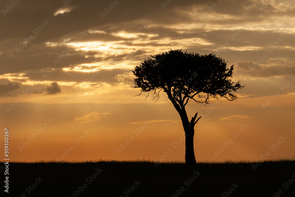 lone tree silhouetted against the sky