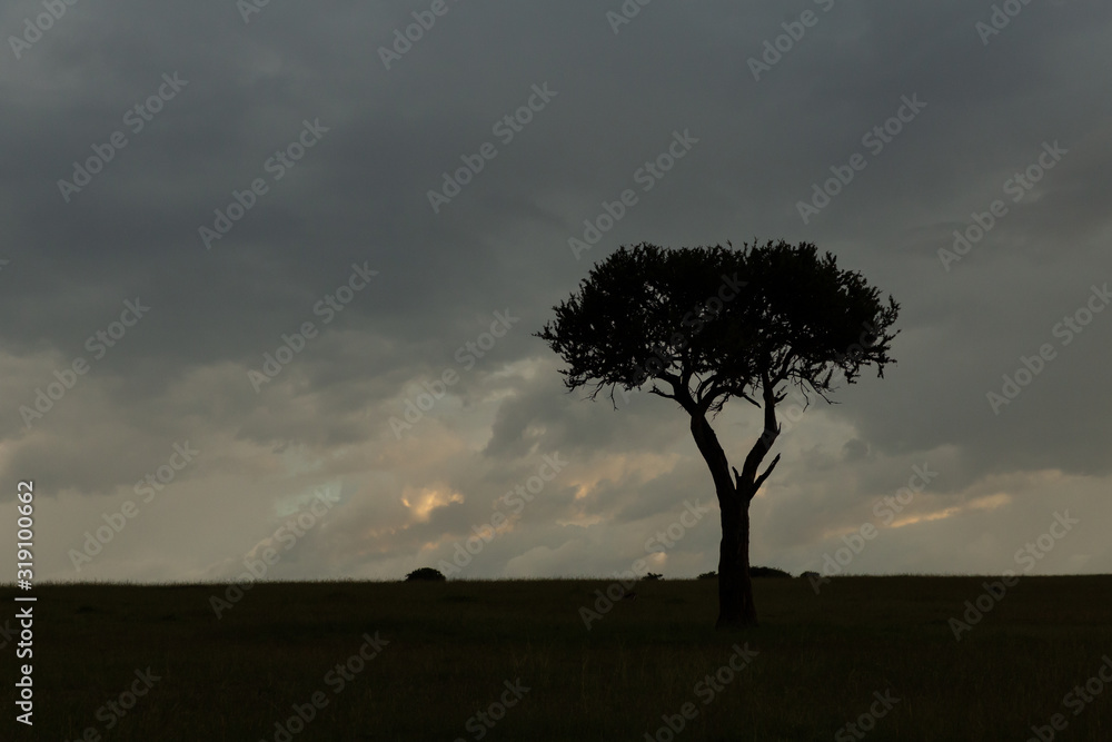 silhouetted tree on the Maasai Mara