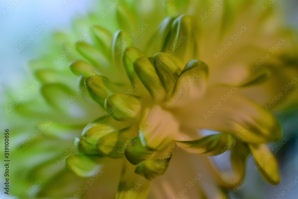 petals of chrysanthemum, soft selective focus petals of chrysanthemum, soft selective focus