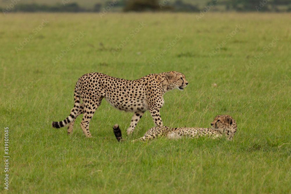 Naklejka premium cheetahs on the savannah