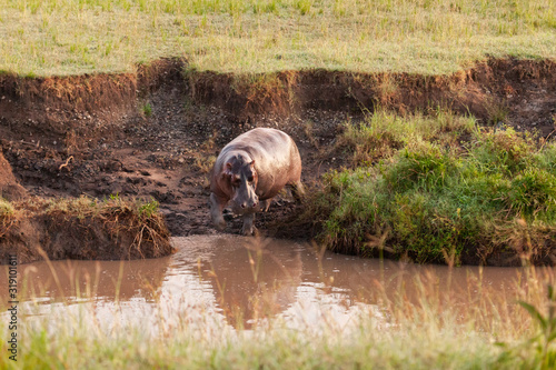 hippopotamus entering the river