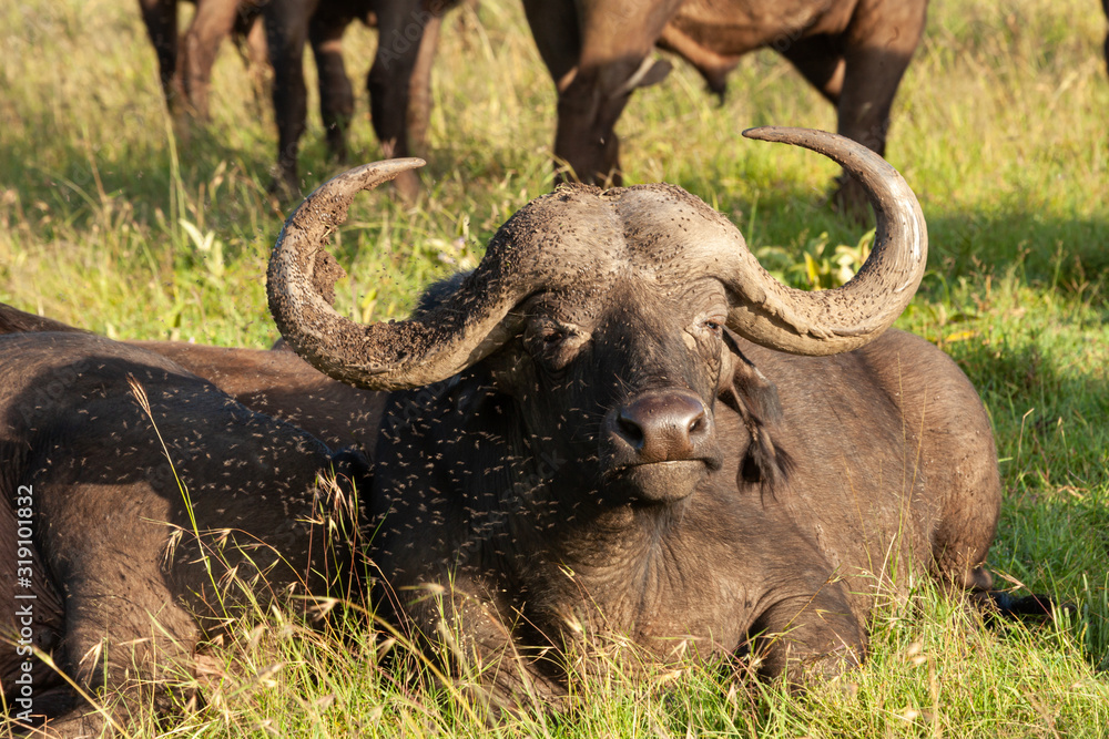 cape buffalo in the maasai mara