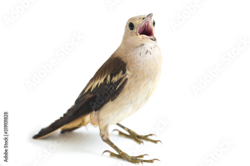 The Daurian starling (Agropsar sturninus), or purple-backed starling, isolated on white background photo