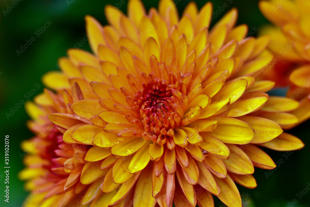 closeup chrysanthemum with raindrops closeup chrysanthemum with raindrops