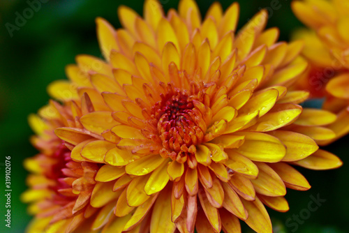 closeup chrysanthemum with raindrops