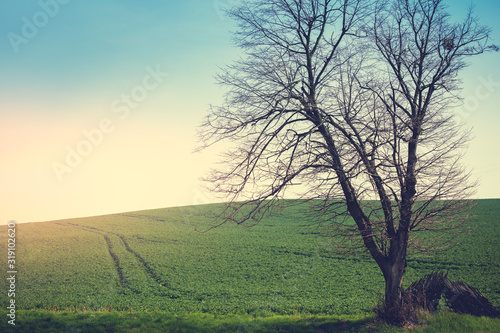 A lonely tree without leaves on a field with green grass in early spring on a sunny day