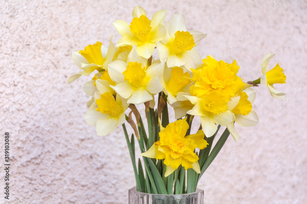 Closeup  of Yellow Narcissus Flowers