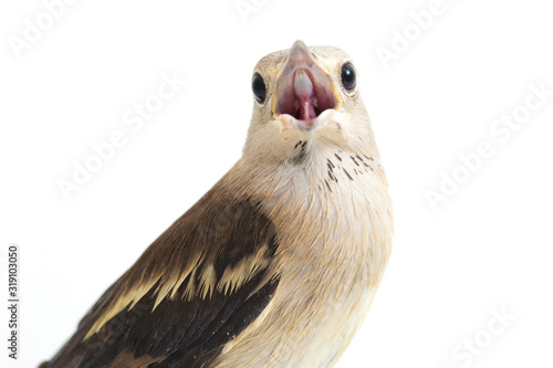 The Daurian starling (Agropsar sturninus), or purple-backed starling, isolated on white background photo