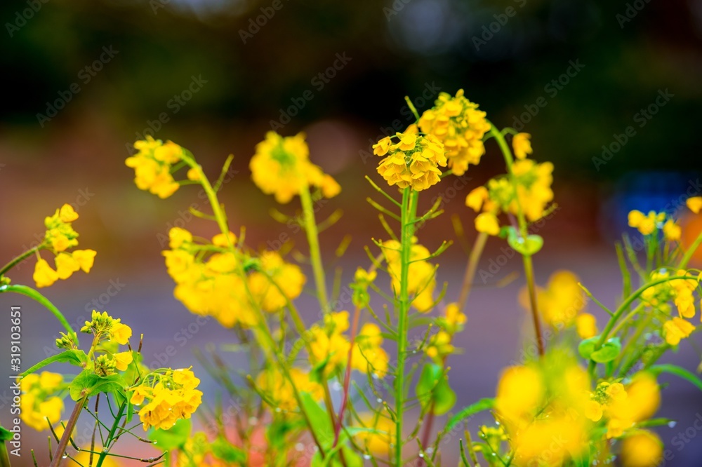 糸口山の菜の花