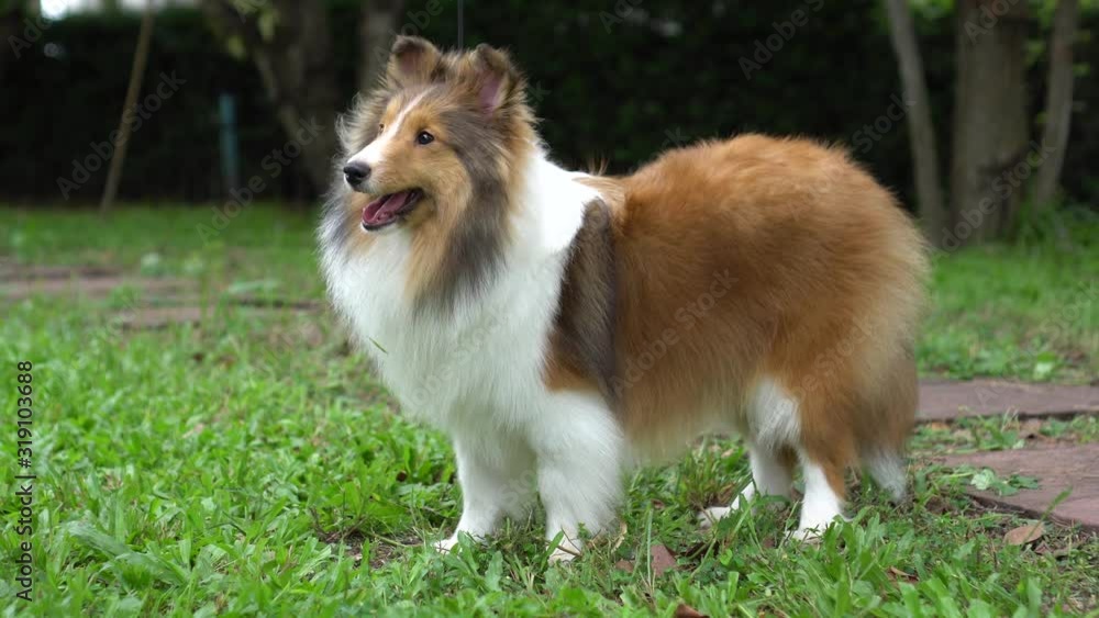Cute adorable Shetland sheepdog in the grass field