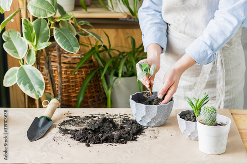 A woman is gardening near the window of the house, replanting a green plant in a pot. The concept of home gardening. photo