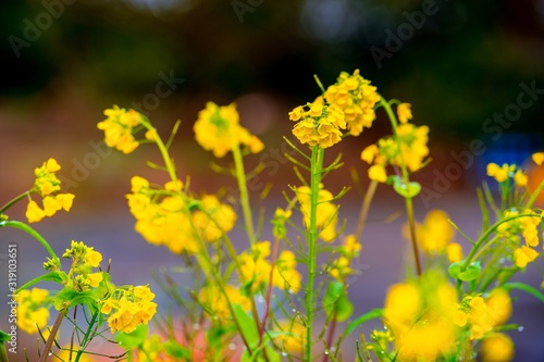 糸口山の菜の花