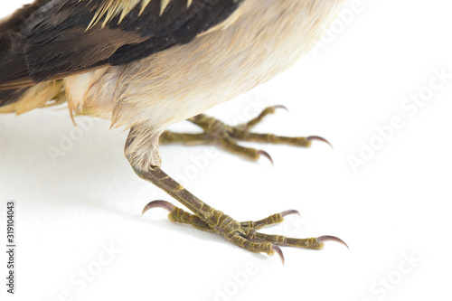 The Daurian starling (Agropsar sturninus), or purple-backed starling, isolated on white background photo