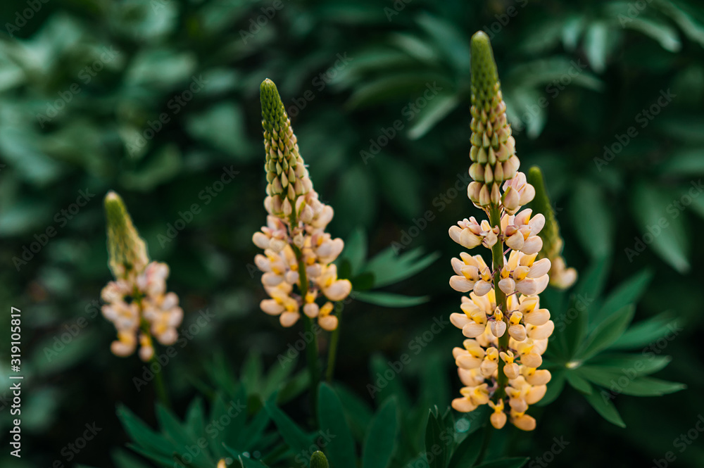blooming yellow lupine against a background of blurry flowers and bright green greens blooming yellow lupine against a background of blurry flowers and bright green greens
