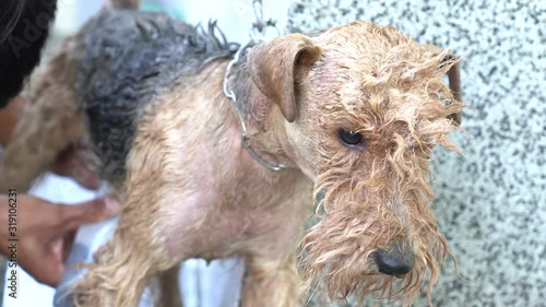 Cute adorable Lakeland Terrier getting a shower at the dog parlor photo