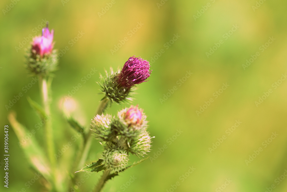 Purple thistle flowers on a summer meadow close-up. Retro style toned Purple thistle flowers on a summer meadow close-up. Retro style toned
