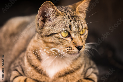 Fototapeta Naklejka Na Ścianę i Meble -  Portrait of cat. Close up of pet