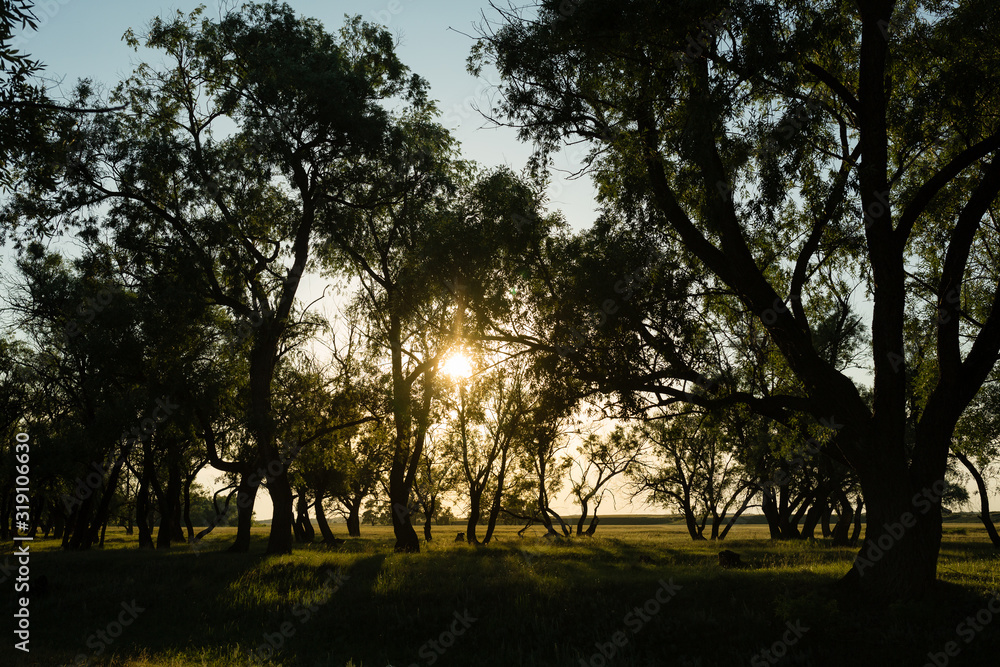 Beautiful landscape. Sunset in the forest behind the silhouettes of trees. Beautiful landscape. Sunset in the forest behind the silhouettes of trees.