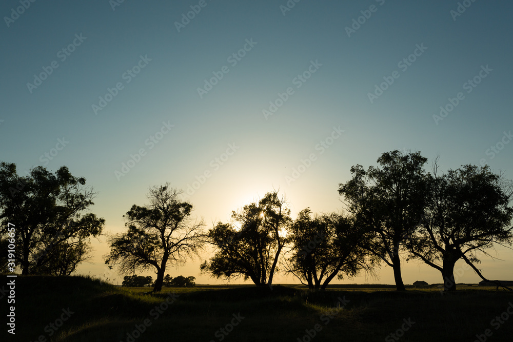 Fototapeta premium Beautiful landscape. Sunset in the forest behind the silhouettes of trees.