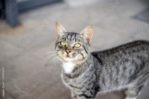 Gray stray cat sitting on the street