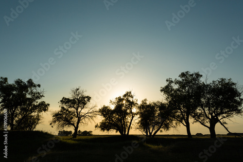 Beautiful landscape. Sunset in the forest behind the silhouettes of trees.