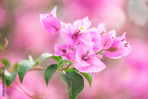 A bougainvillea flower in sunshine day with pink flower background texture © Boykowit