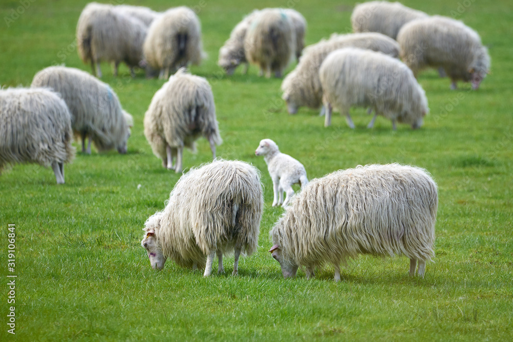 Sheeps grazing on grass (Ovis Aries)