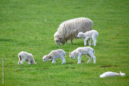 Young Lambs playing on green grass,near sheeps (Ovis aries)