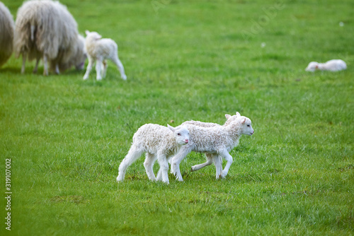 Young Lambs running on green grass,near sheeps (Ovis aries)
