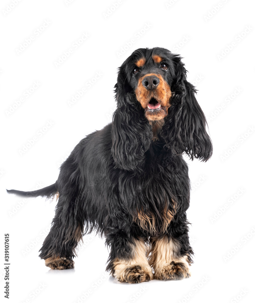 cocker spaniel in studio cocker spaniel in studio