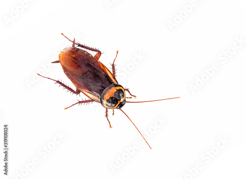 close-up brown cockroach isolated on white background (top view)