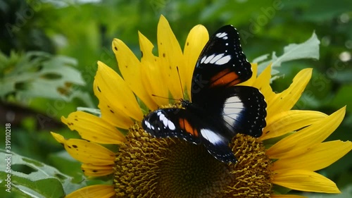 butterflies perch on sunflowers absorb honey