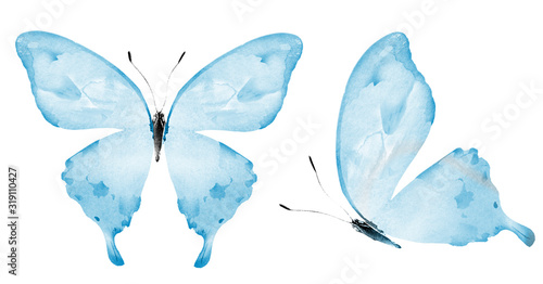 Fototapeta Naklejka Na Ścianę i Meble -  Two watercolor butterflies , isolated on white background